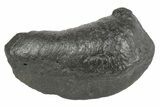 Fossil Whale Ear Bone - South Carolina #234944-1